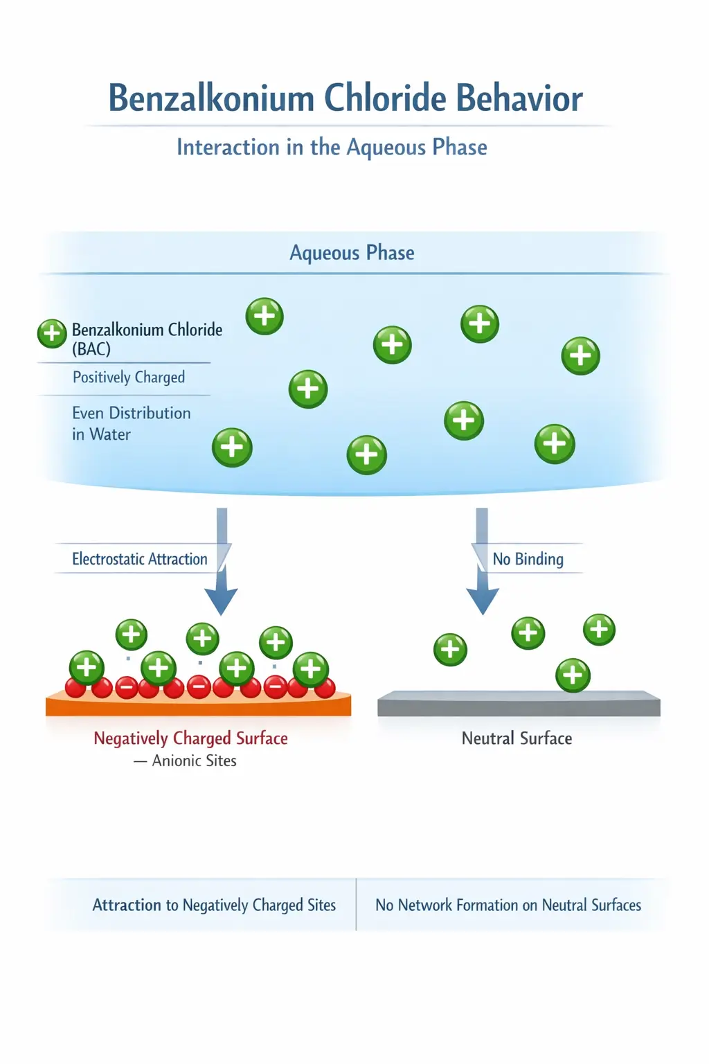 Diagram showing benzalkonium chloride distributed in aqueous phase interacting with surfaces