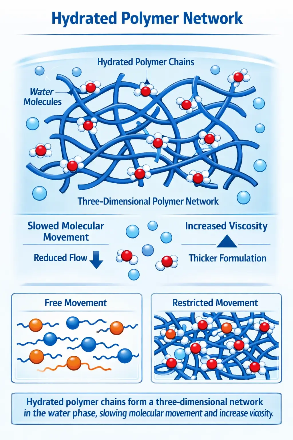 Diagram showing hydrated polymer chains forming a network that slows molecular movement and increases viscosity