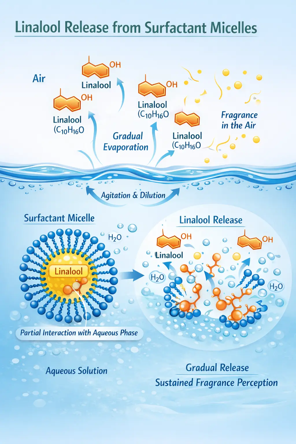 Diagram showing linalool molecules partially interacting with micellar structures and gradually evaporating during use